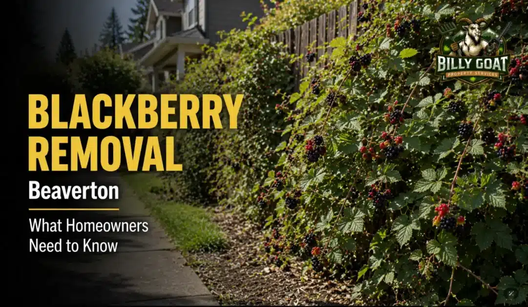 blackberry-removal-in-beaverton