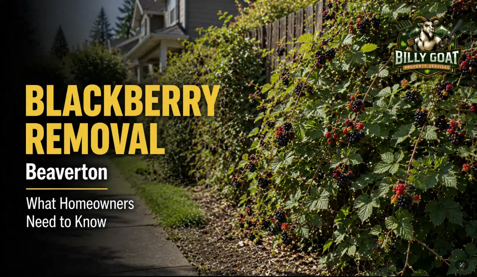 blackberry-removal-in-beaverton