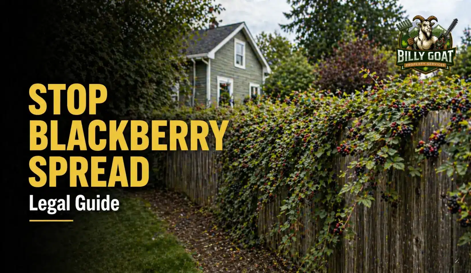 blackberry-spreading-to-neighbours-yard