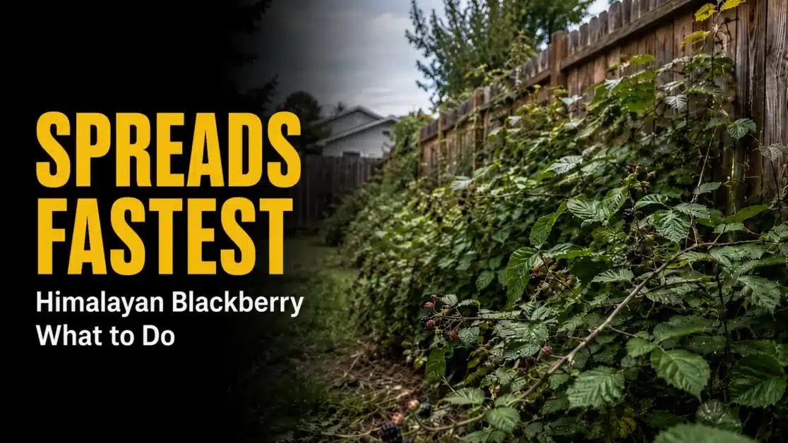 Himalayan-Blackberry-in-Summer-Why-It-Spreads-Fastest-Now