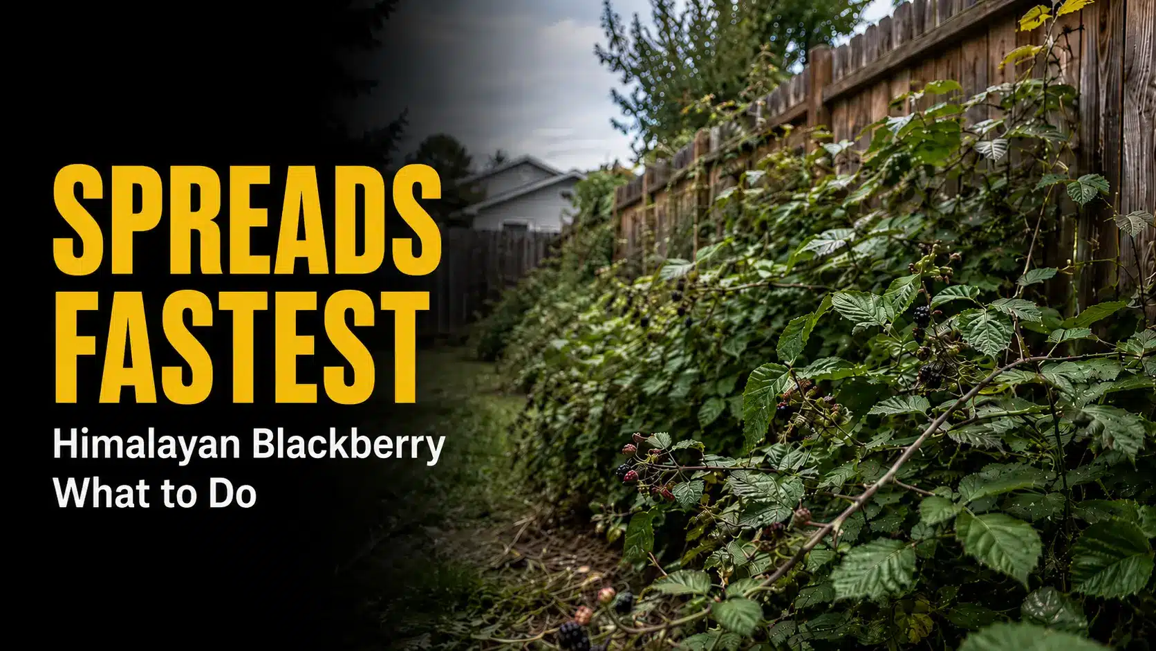 Himalayan-Blackberry-in-Summer-Why-It-Spreads-Fastest-Now